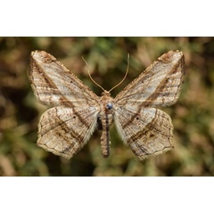 /filer/webapps/moths/media/images/R/rectistriaria_Chiasmia_A_Butler.jpg