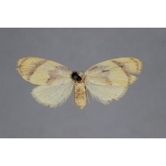 /filer/webapps/moths/media/images/A/argentata_Paremonia_HT_BMNH.jpg