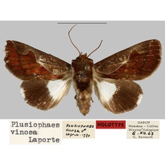 /filer/webapps/moths/media/images/V/vinosa_Plusiophaes_HT_MNHN.jpg