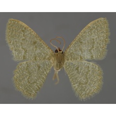 /filer/webapps/moths/media/images/A/albistrigulata_Chlorissa_A_ZSM_01.jpg