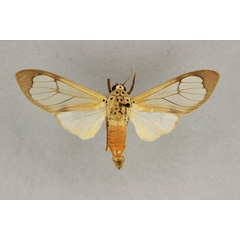 /filer/webapps/moths/media/images/V/vitrea_Amerila_AM_BMNH.jpg
