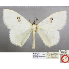 /filer/webapps/moths/media/images/N/neumanni_Problepsis_HT_BMNHa.jpg