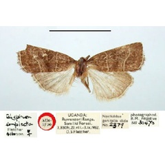 /filer/webapps/moths/media/images/E/emplecta_Elyptron_AT_BMNH.jpg