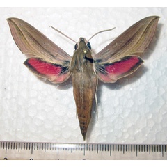 /filer/webapps/moths/media/images/G/gracilis_Hippotion_AM_Bippus.jpg