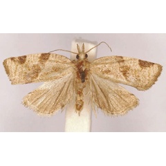 /filer/webapps/moths/media/images/E/elegans_Lozotaenia_LT_SAMC.jpg