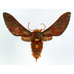 /filer/webapps/moths/media/images/K/kupensis_Balacra_HT_ZSM_01.jpg