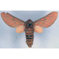 /filer/webapps/moths/media/images/G/germana_Balacra_HT_BMNH_01.jpg