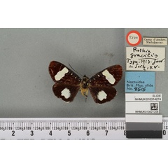 /filer/webapps/moths/media/images/G/gracilis_Rothia_HT_BMNHa.jpg