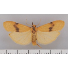 /filer/webapps/moths/media/images/G/goniophora_Campter_AM_TMSA.jpg
