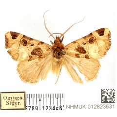 /filer/webapps/moths/media/images/I/insulata_Marcipa_AM_BMNH_01.jpg