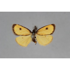 /filer/webapps/moths/media/images/I/inconstans_Eurozonosia_HT_BMNH.jpg