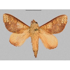 /filer/webapps/moths/media/images/D/discocellularis_Ptyssophlebia_AM_RMCA_02.jpg
