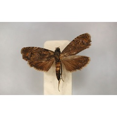 /filer/webapps/moths/media/images/M/monospora_Thylacogaster_PLT1_RMCA_01.jpg