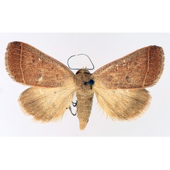 /filer/webapps/moths/media/images/O/ovaliplaga_Plecoptera_AM_TMSA_01.jpg