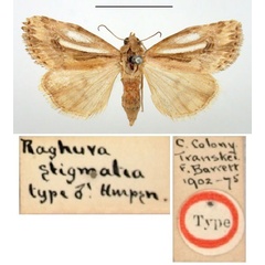 /filer/webapps/moths/media/images/S/stigmatia_Raghuva_HT_BMNH.jpg