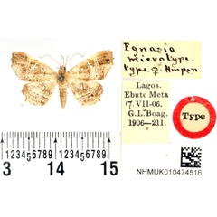 /filer/webapps/moths/media/images/M/microtype_Egnasia_HT_BMNH.jpg