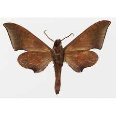 /filer/webapps/moths/media/images/P/prionites_Neopolyptychus_AM_Basquin_02b.jpg
