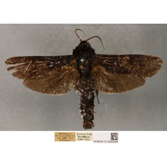 /filer/webapps/moths/media/images/U/uliginosus_Pseudocossus_PLT_BMNH_01.jpg