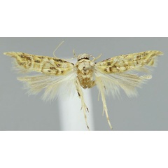 /filer/webapps/moths/media/images/A/argenteomaculata_Falcipenne_PTF_NHMUK.jpg