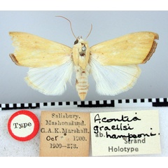 /filer/webapps/moths/media/images/H/hampsoni_Acontia_HT_BMNH.jpg