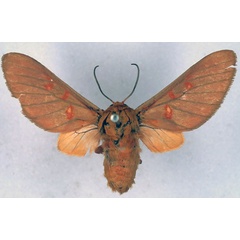 /filer/webapps/moths/media/images/S/separata_Balacra_HT_BMNH_01.jpg