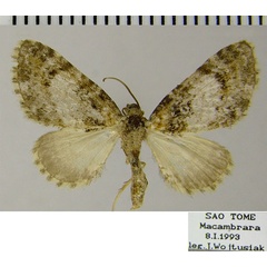 /filer/webapps/moths/media/images/T/thomasina_Eupithecia_AM_ZSM.jpg