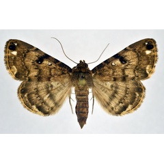 /filer/webapps/moths/media/images/I/incidens_Bareia_A_NHMO.jpg