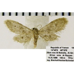 /filer/webapps/moths/media/images/M/microptera_Idaea_AM_ZSM.jpg