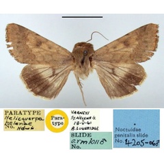 /filer/webapps/moths/media/images/H/helenae_Helicoverpa_PT_BMNH.jpg