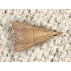 /filer/webapps/moths/media/images/S/sharporum_Ptychopseustis_AM_Heynsb.jpg