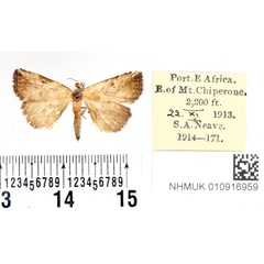 /filer/webapps/moths/media/images/N/nigrivitta_Pseudogyrtona_PTM_BMNH.jpg