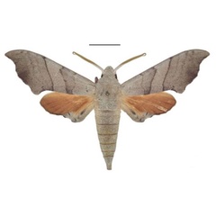 /filer/webapps/moths/media/images/S/smithi_Polyptychus_HT_ANHRT.jpg
