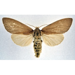 /filer/webapps/moths/media/images/D/dipotamica_Sumeria_AF_NHMO.jpg