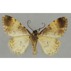 /filer/webapps/moths/media/images/B/bicolor_Ectropis_PTM_ZSMb.jpg