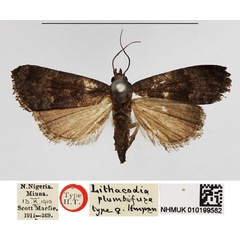 /filer/webapps/moths/media/images/P/plumbifusa_Lithacodia_HT_NHMUK.jpg