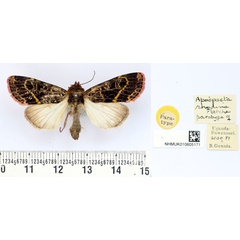/filer/webapps/moths/media/images/R/rhodina_Apospasta_PT_BMNH.jpg