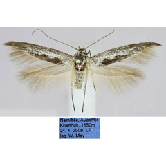 /filer/webapps/moths/media/images/D/dorsifuscella_Scythris_HT_ZMHB_qdHwoad.jpg