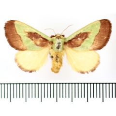 /filer/webapps/moths/media/images/G/gravidipes_Hilipoda_AF_BMNH.jpg