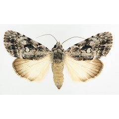 /filer/webapps/moths/media/images/F/fumata_Tachosa_AF_TMSA_02.jpg