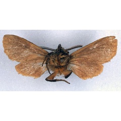 /filer/webapps/moths/media/images/P/postrufescens_Metarctia_HT_BMNH_02.jpg