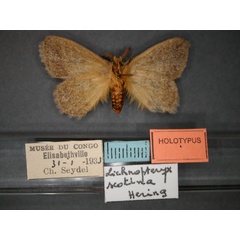 /filer/webapps/moths/media/images/S/scotina_Lichenopteryx_HT_RMCA_02.jpg