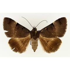 /filer/webapps/moths/media/images/M/molybdopasta_Plecopterodes_AF_TMSA_01.jpg