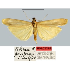 /filer/webapps/moths/media/images/P/peyrierasi_Eilema_HT_MNHN.jpg