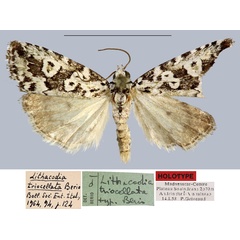 /filer/webapps/moths/media/images/T/triocellata_Lithacodia_HT_MNHN.jpg
