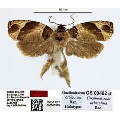 /filer/webapps/moths/media/images/O/orbiculina_Gnathodracon_HT_RMCA.jpg