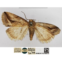 /filer/webapps/moths/media/images/C/cumalinea_Eustrotia_HT_NHMUK.jpg