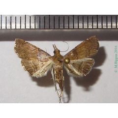 /filer/webapps/moths/media/images/M/mineti_Diplopseustoides_AF_Bippus.jpg