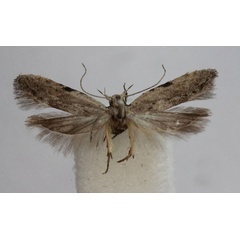 /filer/webapps/moths/media/images/S/subfulvescens_Anarsia_A_BMNH.jpg
