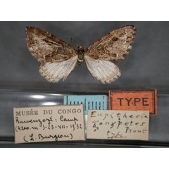 /filer/webapps/moths/media/images/G/gonypetes_Eupithecia_HT_RMCA_01.jpg