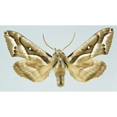/filer/webapps/moths/media/images/N/nigricans_Ceridia_AM_Basquin_01.jpg